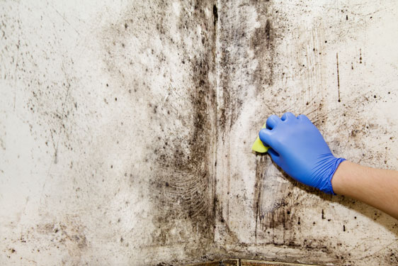 Quel produit pour traiter la moisissure et l'humidité de mur intérieur ?